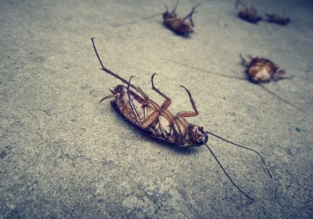 Cockroaches
